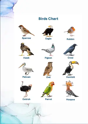 Birds Chart with Name in English Montessori Posters Classroom Decor Digital Download Free Printables