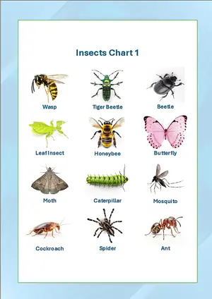 Insects Chart 1 with Name in English Montessori Posters Classroom Decor Digital Download Free Printables