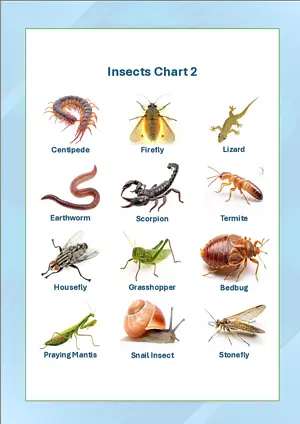 Insects Chart 2 with Name in English Montessori Posters Classroom Decor Digital Download Free Printables