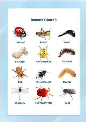 Insects Chart 3 with Name in English Montessori Posters Classroom Decor Digital Download Free Printables