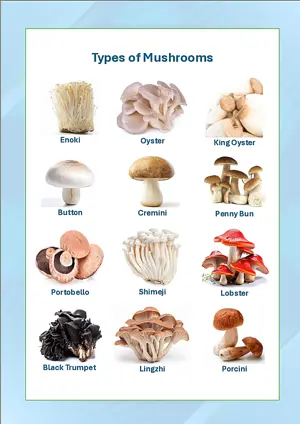 Mushrooms Chart with Name in English Montessori Posters Classroom Decor Digital Download Free Printables