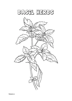 Free Printable Basil Herbs Coloring Page 1 for Kids