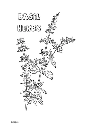 Free Printable Basil Herbs Coloring Page 2 for Kids