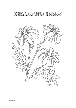 Free Printable Chamomile Herbs Coloring Page for Kids