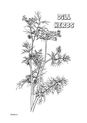 Free Printable Dill Herbs Coloring Page for Kids