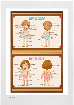 BODY CHART with Name in English Montessori Posters Classroom Decor Digital Download Free Printables