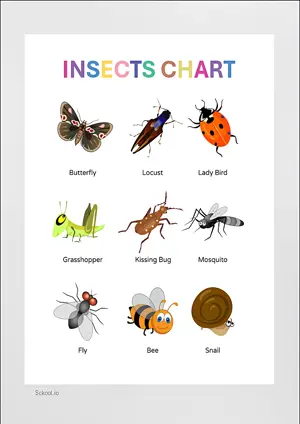 INSECTS CHART with Name in English Montessori Posters Classroom Decor Digital Download Free Printables